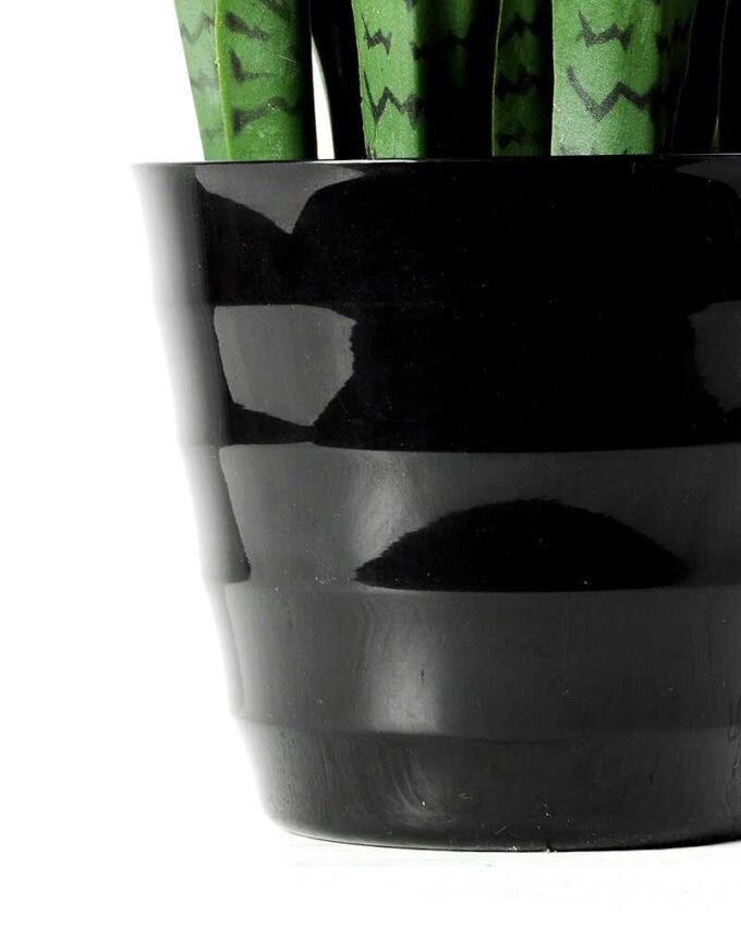 43*120CM Sansevieria in plastic pot GS-1380337