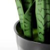 43*120CM Sansevieria in plastic pot GS-1380337
