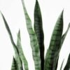 43*120CM Sansevieria in plastic pot GS-1380337