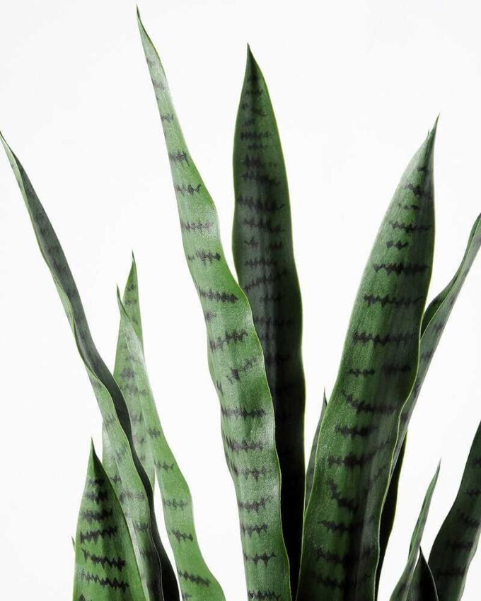 43*120CM Sansevieria in plastic pot GS-1380337