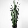50*150CM Sansevieria in plastic pot GS-1380338 1 50*150CM Sansevieria in plastic pot GS-1380338