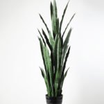50*150CM Sansevieria in plastic pot GS-1380338