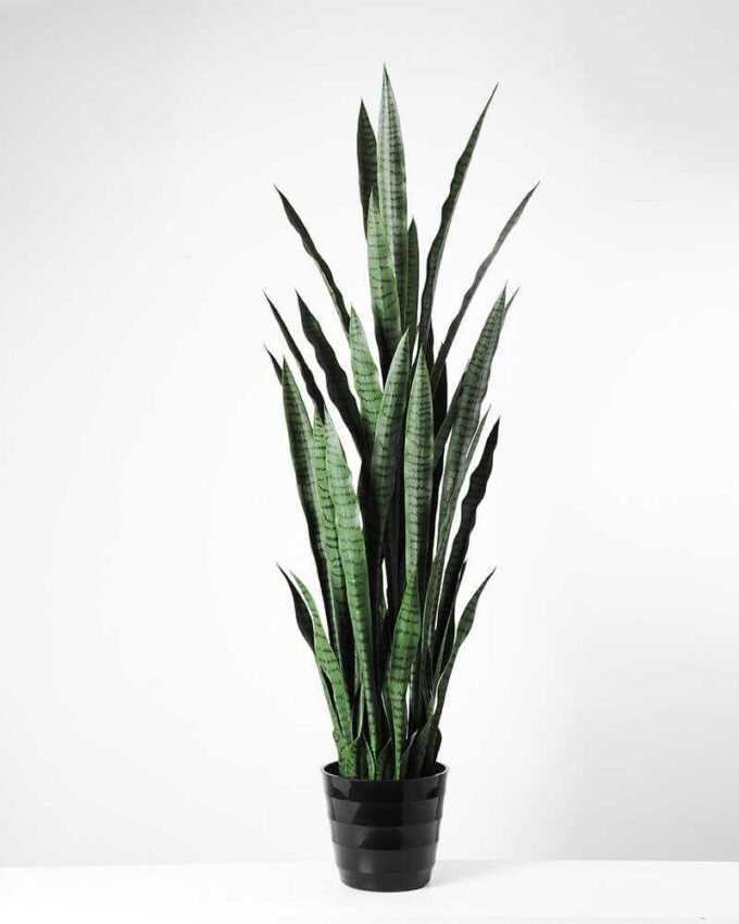 50*150CM Sansevieria in plastic pot GS-1380338 1 50*150CM Sansevieria in plastic pot GS-1380338
