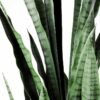 50*150CM Sansevieria in plastic pot GS-1380338 2 50*150CM Sansevieria in plastic pot GS-1380338