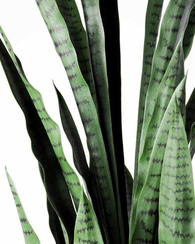50*150CM Sansevieria in plastic pot GS-1380338 2 50*150CM Sansevieria in plastic pot GS-1380338