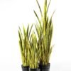50*150CM Sansevieria in plastic pot GS-1380343