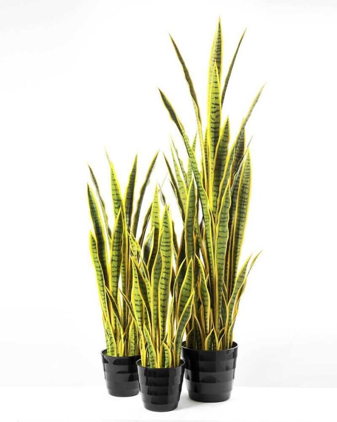 50*150CM Sansevieria in plastic pot GS-1380343