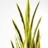 50*150CM Sansevieria in plastic pot GS-1380343