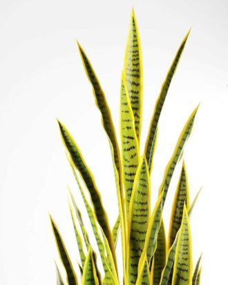 50*150CM Sansevieria in plastic pot GS-1380343
