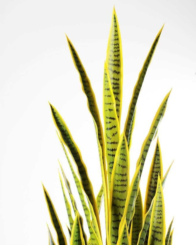 50*150CM Sansevieria in plastic pot GS-1380343