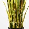50*150CM Sansevieria in plastic pot GS-1380343