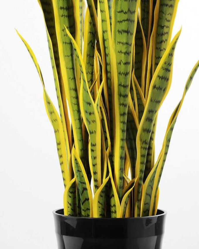 50*150CM Sansevieria in plastic pot GS-1380343