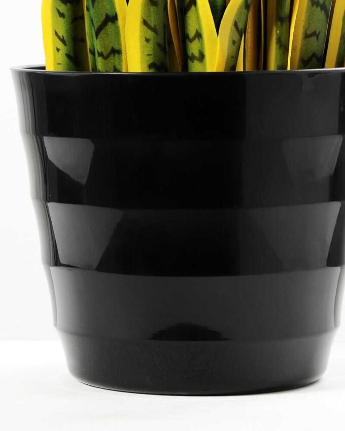 50*150CM Sansevieria in plastic pot GS-1380343