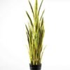 50*150CM Sansevieria in plastic pot GS-1380343