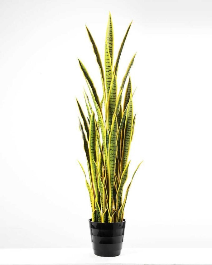50*150CM Sansevieria in plastic pot GS-1380343