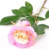 16*77cm Single Rose GS-1430027-P1