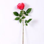 16*77cm Single Rose GS-1430027-R1