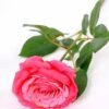 16*77cm Single Rose GS-1430027-R1
