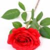 16*77cm Single Rose GS-1430027-R2
