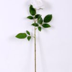 16*77cm Single Rose GS-1430027-W1