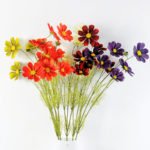 Autumn Cosmos GS-1450034