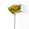 Single hydrangea GS-1450035