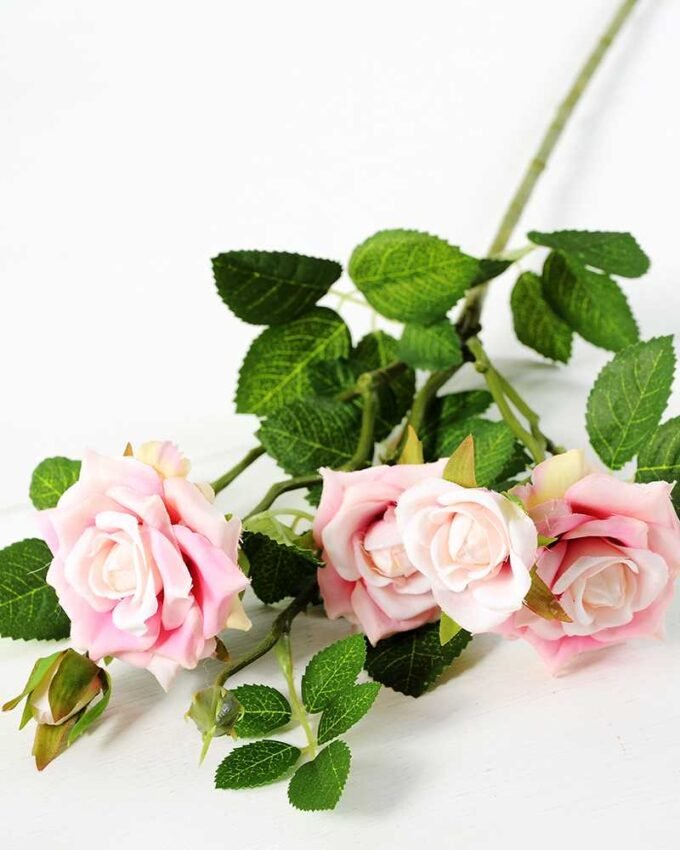 71CM France Rose GS-1450057