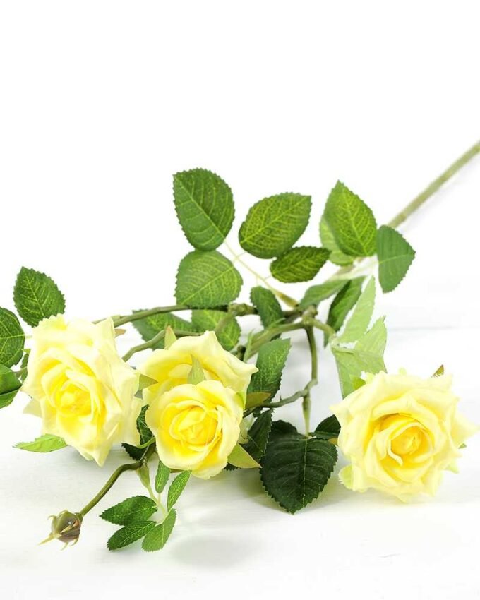 71CM France Rose GS-1450057