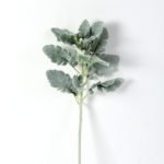 17*46CM Fructus forsythiae leaf GS-1450095-G1
