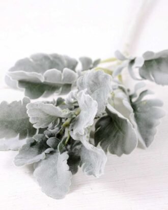 17*46CM Fructus forsythiae leaf GS-1450095-G1