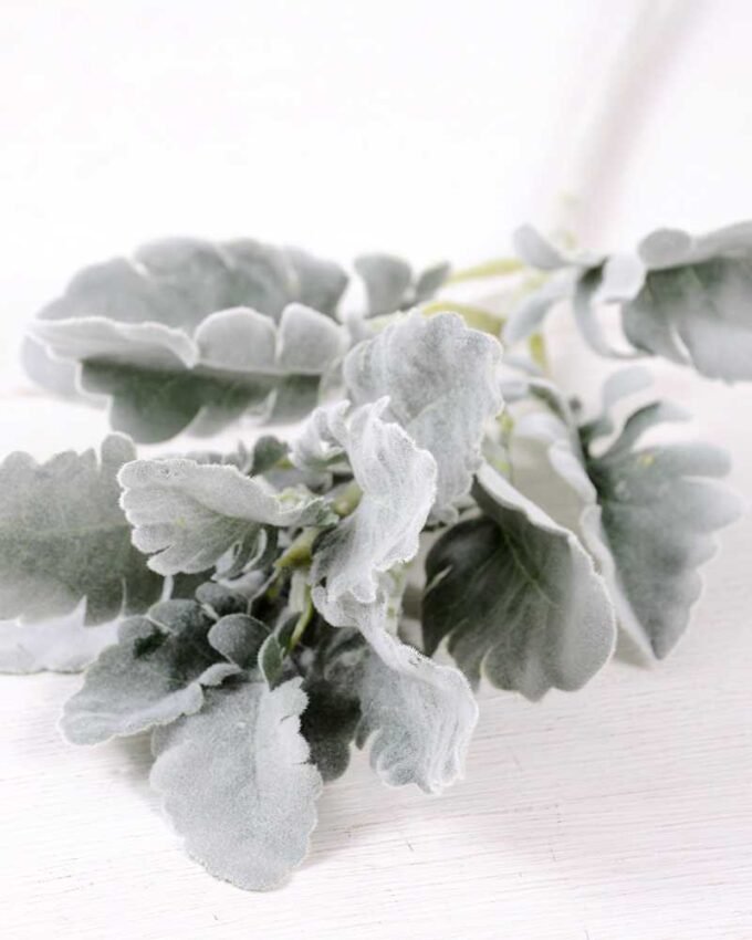 17*46CM Fructus forsythiae leaf GS-1450095-G1 2 17*46CM Fructus forsythiae leaf GS-1450095-G1