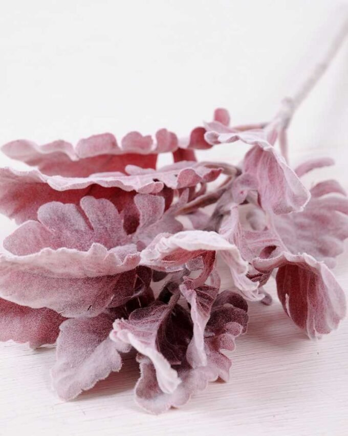 17*46CM Fructus forsythiae leaf GS-1450095-S1 2 17*46CM Fructus forsythiae leaf GS-1450095-S1