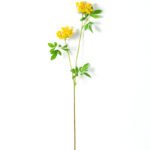 72CM Tradescantia fluminensis GS-1450102