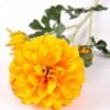 H:11*65cm Single Marigold GS-1450118-O1 2 H:11*65cm Single Marigold GS-1450118-O1