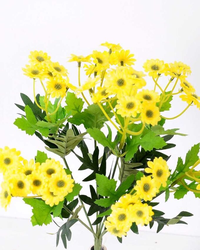 H:35*13 Mexico Chrysanthemum GS-1450177