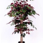 130cm Red banyan GF16017-672