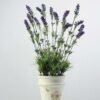 lavender in paper potted H:20" GS-0338125