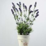 lavender in paper potted H:20" GS-0338125