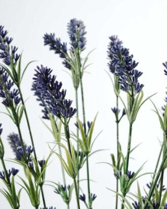 lavender in paper potted H:20" GS-0338125