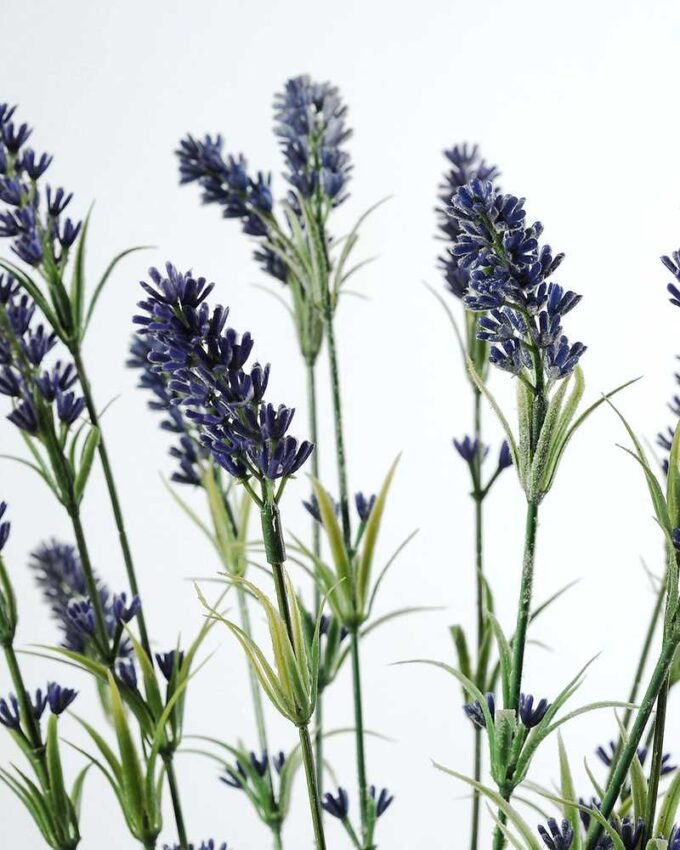 lavender in paper potted H:20" GS-0338125