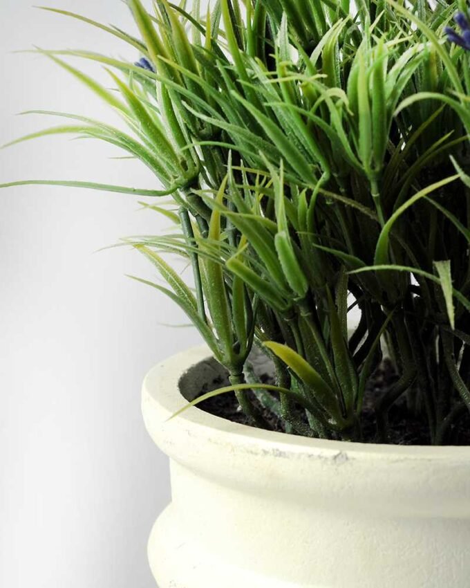 lavender in paper potted H:20" GS-0338125