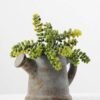 Succulent in paper pot GS-0338211
