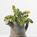 Succulent in paper pot GS-0338211