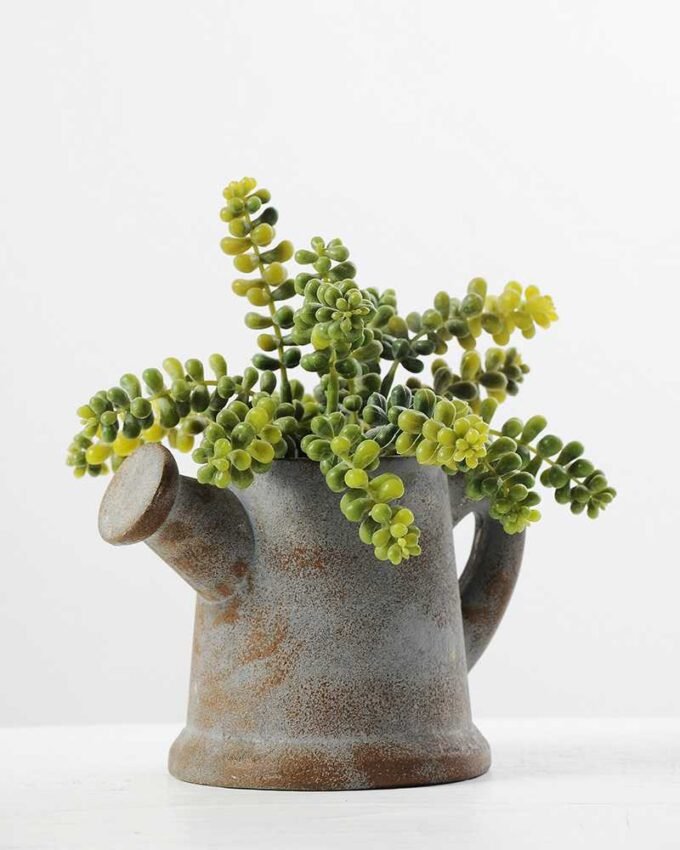 Succulent in paper pot GS-0338211