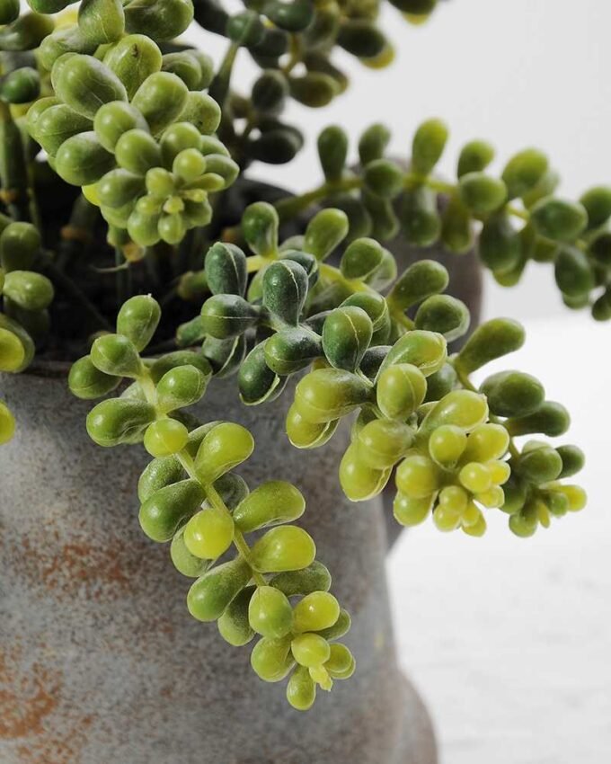 Succulent in paper pot GS-0338211