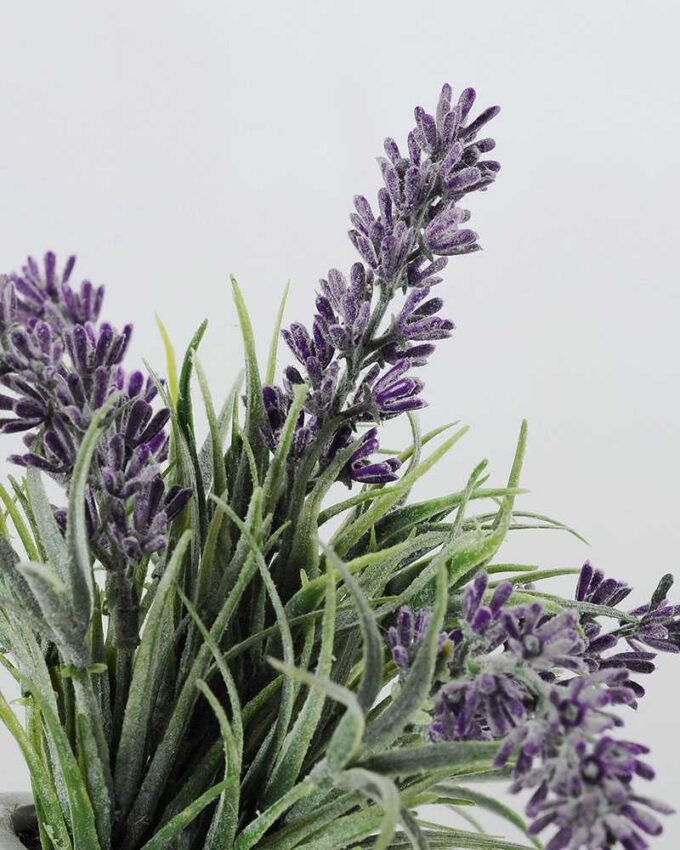 15CM lavender in ceramic pot GS-0338281