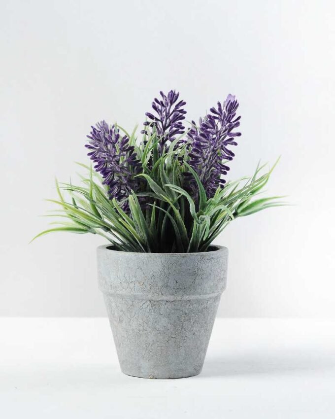 lavender in paper pot H:6" GS-0338365 1 lavender in paper pot H:6" GS-0338365