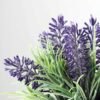 lavender in paper pot H:6" GS-0338365 2 lavender in paper pot H:6" GS-0338365