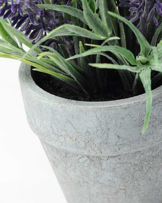 lavender in paper pot H:6" GS-0338365 3 lavender in paper pot H:6" GS-0338365