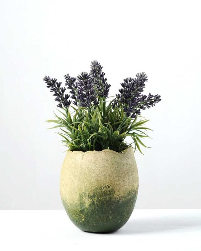 LAVENDER IN PAPER POT H:9" GS-0338447 1 LAVENDER IN PAPER POT H:9" GS-0338447